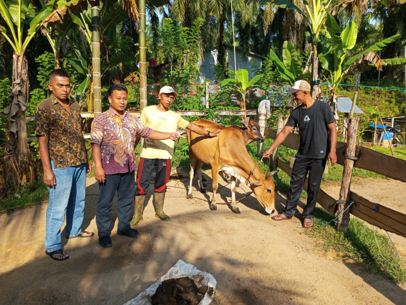 Penyerahan bantuan lembu ketapang tahun anggaran 2023